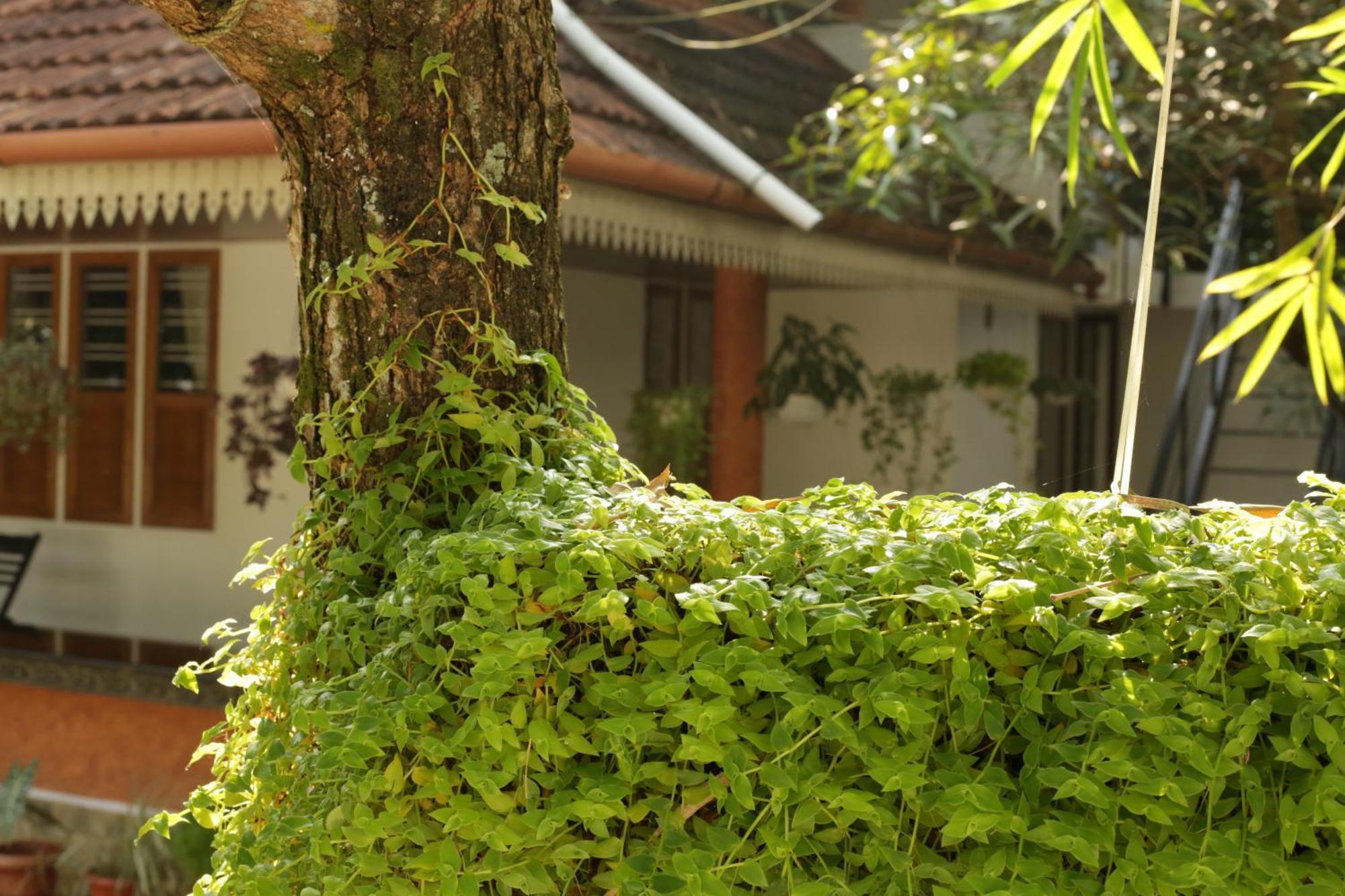 Mi Casa Tu Casa Homestay Kochi Eksteriør billede